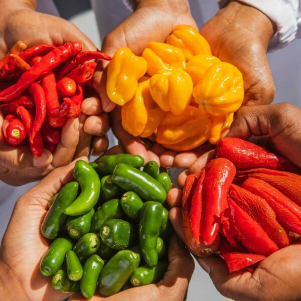 Four hands hold fresh chilis like the ones that go into all Black Mamba sauces and condiments.